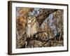 Great Horned Owl (Bubo Virginianus) Sleeping on Perch in Willow Tree, New Mexico, USA-Larry Ditto-Framed Photographic Print