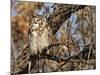 Great Horned Owl (Bubo Virginianus) Sleeping on Perch in Willow Tree, New Mexico, USA-Larry Ditto-Mounted Photographic Print