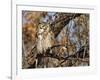 Great Horned Owl (Bubo Virginianus) Sleeping on Perch in Willow Tree, New Mexico, USA-Larry Ditto-Framed Photographic Print