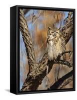 Great Horned Owl (Bubo Virginianus) Sleeping on Perch in Willow Tree, New Mexico, USA-Larry Ditto-Framed Stretched Canvas