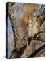 Great Horned Owl (Bubo Virginianus) Sleeping on Perch in Willow Tree, New Mexico, USA-Larry Ditto-Stretched Canvas