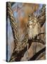 Great Horned Owl (Bubo Virginianus) Sleeping on Perch in Willow Tree, New Mexico, USA-Larry Ditto-Stretched Canvas