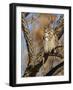 Great Horned Owl (Bubo Virginianus) Sleeping on Perch in Willow Tree, New Mexico, USA-Larry Ditto-Framed Photographic Print