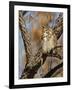 Great Horned Owl (Bubo Virginianus) Sleeping on Perch in Willow Tree, New Mexico, USA-Larry Ditto-Framed Photographic Print