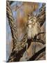 Great Horned Owl (Bubo Virginianus) Sleeping on Perch in Willow Tree, New Mexico, USA-Larry Ditto-Mounted Photographic Print