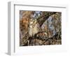 Great Horned Owl (Bubo Virginianus) Sleeping on Perch in Willow Tree, New Mexico, USA-Larry Ditto-Framed Photographic Print