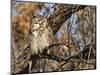 Great Horned Owl (Bubo Virginianus) Sleeping on Perch in Willow Tree, New Mexico, USA-Larry Ditto-Mounted Photographic Print