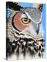 Great Horned Owl Eye-Michelle Faber-Stretched Canvas