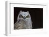 Great-horned Owl, Fledgling-Ken Archer-Framed Photographic Print