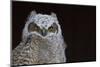 Great-horned Owl, Fledgling-Ken Archer-Mounted Photographic Print