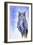 Great Horned Owl in Blue-Michelle Faber-Framed Giclee Print
