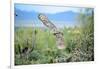 Great Horned Owl in Flight, also known as the Tiger Owl-Richard Wright-Framed Photographic Print