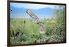 Great Horned Owl in Flight, also known as the Tiger Owl-Richard Wright-Framed Photographic Print