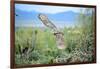 Great Horned Owl in Flight, also known as the Tiger Owl-Richard Wright-Framed Photographic Print