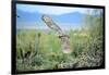 Great Horned Owl in Flight, also known as the Tiger Owl-Richard Wright-Framed Photographic Print