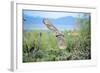 Great Horned Owl in Flight, also known as the Tiger Owl-Richard Wright-Framed Photographic Print