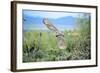 Great Horned Owl in Flight, also known as the Tiger Owl-Richard Wright-Framed Photographic Print