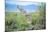 Great Horned Owl in Flight, also known as the Tiger Owl-Richard Wright-Mounted Photographic Print