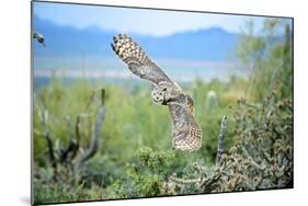 Great Horned Owl in Flight, also known as the Tiger Owl-Richard Wright-Mounted Photographic Print