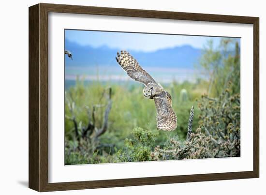 Great Horned Owl in Flight, also known as the Tiger Owl-Richard Wright-Framed Photographic Print