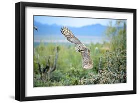 Great Horned Owl in Flight, also known as the Tiger Owl-Richard Wright-Framed Photographic Print