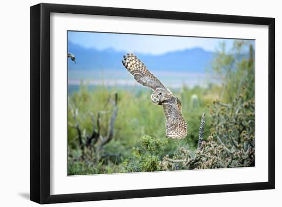 Great Horned Owl in Flight, also known as the Tiger Owl-Richard Wright-Framed Photographic Print