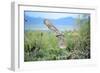 Great Horned Owl in Flight, also known as the Tiger Owl-Richard Wright-Framed Photographic Print