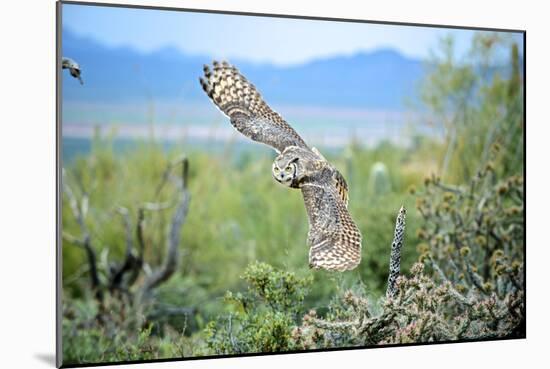 Great Horned Owl in Flight, also known as the Tiger Owl-Richard Wright-Mounted Photographic Print