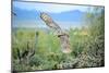 Great Horned Owl in Flight, also known as the Tiger Owl-Richard Wright-Mounted Photographic Print