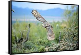 Great Horned Owl in Flight, also known as the Tiger Owl-Richard Wright-Framed Stretched Canvas