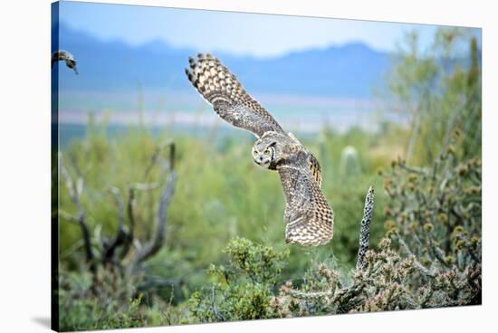 Great Horned Owl in Flight, also known as the Tiger Owl-Richard Wright-Stretched Canvas