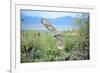 Great Horned Owl in Flight, also known as the Tiger Owl-Richard Wright-Framed Photographic Print