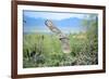 Great Horned Owl in Flight, also known as the Tiger Owl-Richard Wright-Framed Photographic Print