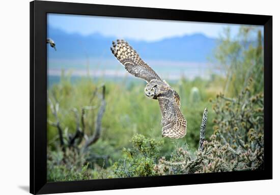 Great Horned Owl in Flight, also known as the Tiger Owl-Richard Wright-Framed Photographic Print