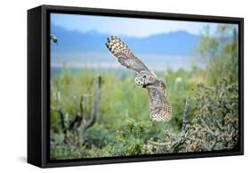 Great Horned Owl in Flight, also known as the Tiger Owl-Richard Wright-Framed Stretched Canvas