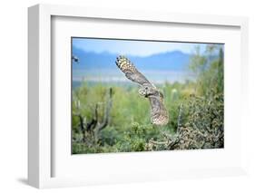 Great Horned Owl in Flight, also known as the Tiger Owl-Richard Wright-Framed Photographic Print