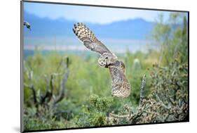 Great Horned Owl in Flight, also known as the Tiger Owl-Richard Wright-Mounted Photographic Print