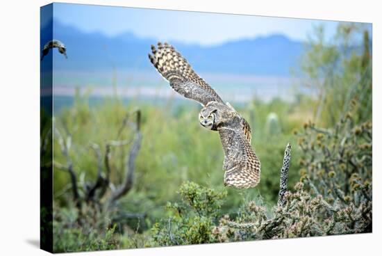 Great Horned Owl in Flight, also known as the Tiger Owl-Richard Wright-Stretched Canvas