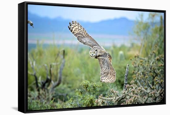 Great Horned Owl in Flight, also known as the Tiger Owl-Richard Wright-Framed Stretched Canvas