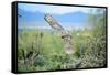 Great Horned Owl in Flight, also known as the Tiger Owl-Richard Wright-Framed Stretched Canvas