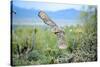 Great Horned Owl in Flight, also known as the Tiger Owl-Richard Wright-Stretched Canvas