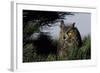 Great Horned Owl in Pine Tree, Colorado-Richard and Susan Day-Framed Photographic Print