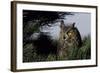 Great Horned Owl in Pine Tree, Colorado-Richard and Susan Day-Framed Photographic Print