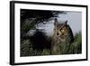 Great Horned Owl in Pine Tree, Colorado-Richard and Susan Day-Framed Photographic Print