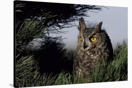 Great Horned Owl in Pine Tree, Colorado-Richard and Susan Day-Stretched Canvas
