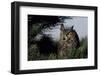 Great Horned Owl in Pine Tree, Colorado-Richard and Susan Day-Framed Photographic Print