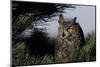 Great Horned Owl in Pine Tree, Colorado-Richard and Susan Day-Mounted Photographic Print