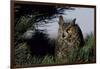 Great Horned Owl in Pine Tree, Colorado-Richard and Susan Day-Framed Photographic Print