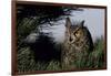 Great Horned Owl in Pine Tree, Colorado-Richard and Susan Day-Framed Photographic Print