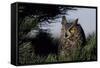 Great Horned Owl in Pine Tree, Colorado-Richard and Susan Day-Framed Stretched Canvas